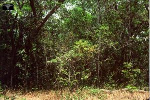 forêts denses sèches caducifoliées